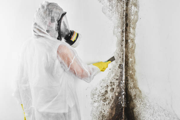 Certified Mold Removal in Doctor Phillips, FL