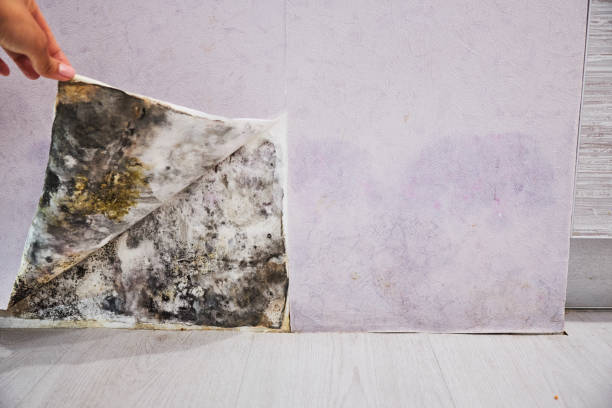 Best Office Mold Removal Services  in Doctor Phillips, FL